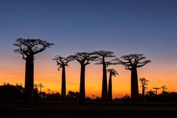 Fototapeta na wymiar Baobab Avenue (Adansonia gradidieri) in the sunset, near Morondava, Madagascar, Africa