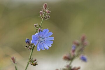 Common chicory (Cichorium intybus), flower, dunes, Hiddensee, Mecklenburg-Western Pomerania, Germany, Europe