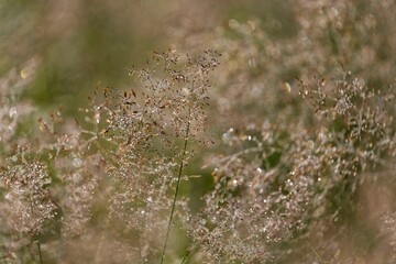 Hairgrass (Deschampsia) with morning dew, backlit, nature reserve Grosser Weidenteich, Vogtland, Saxony, Germany, Europe