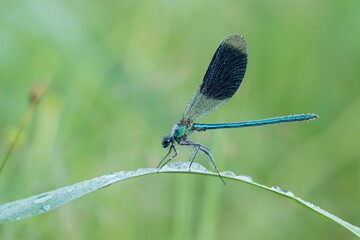 Banded demoiselle (Calopteryx splendens) on reed stem, Hesse, Germany, Europe