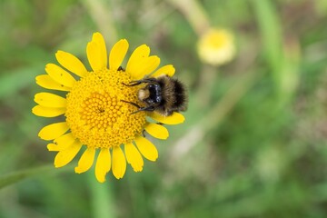 Large earth bumblebee (Bombus terrestris) on flower of yellow chamomile (Anthemis tinctoria), Hesse, Germany, Europe