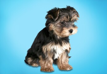 Cute domestic dog sitting in front background