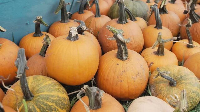 Lots of orange pumpkins on the grass. Halloween pumpkins

