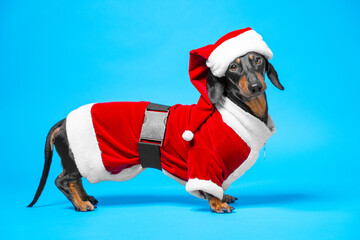 Handsome dog in festive Christmas santa costume and cap stands sideways. Dachshund in a red Christmas costume with belt image of healthy sporty seductive santa. Bright hot new year party