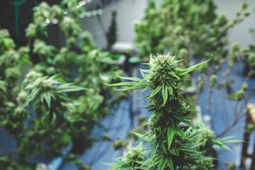 green leaf of cannabis plant background, scientist checking hemp plants in a weed greenhouse. Concept of herbal alternative medicine, cbd oil, pharmaceptical industry