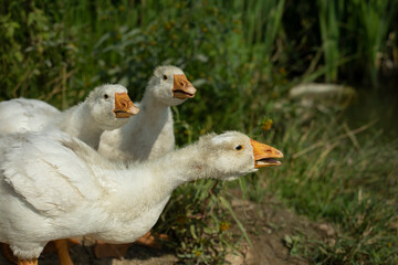 Geese in summer. Geese on farm in village. Waterfowl on shore. Goslings on pond.