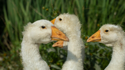 Geese on farm. Young geese with white birches. White birds on shore of pond.
