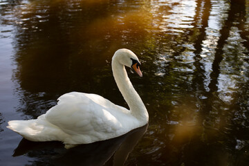 White swan in water. Waterbird on lake. White swan feathers.