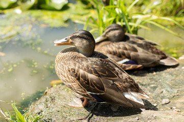 Duck on shore of pond. Duck in sunlight. Waterfowl feathers.