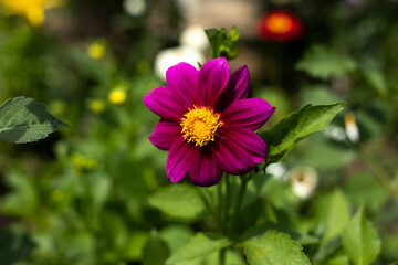 Obraz premium Flower in garden. Beautiful flower in summer. Petals of plant.