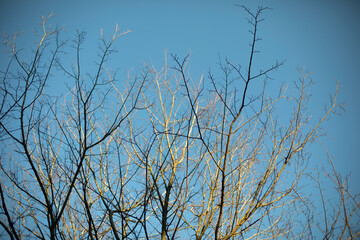 Trees in park. Tree against sky.