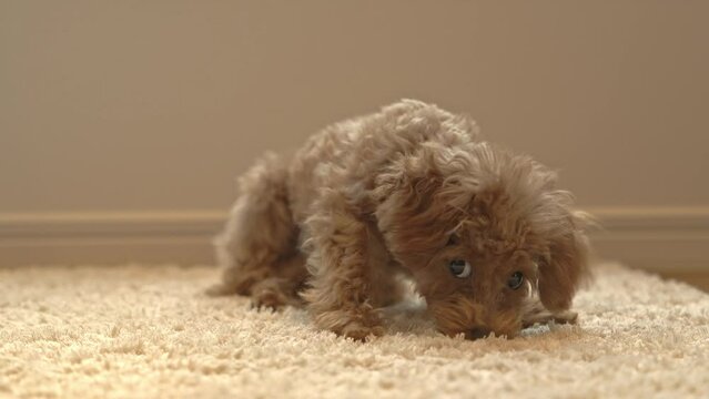 ペット　犬　トイプードル　家族　癒し
