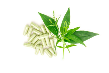 Andrographis paniculata capsule and tip andrographis paniculata plant on white paper background , top view , flat lay.