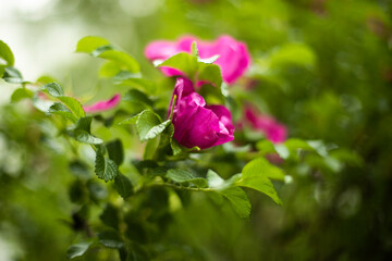 Rose on bush. Flower in garden. Bushes of plants.