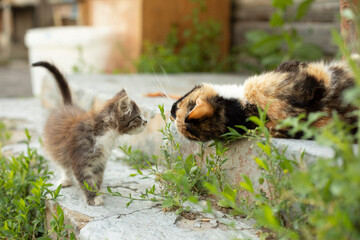 Kitten and cat in village. Kitten in summer on street. Cute pets.