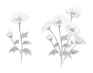 モノクロの小菊の花セット　背景透過PNG