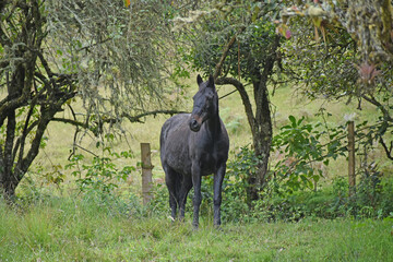 black equine