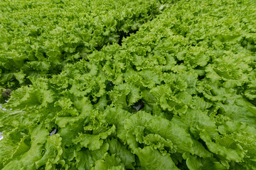 Vegetables displayed in the exhibition area of the 21st China Changchun Agricultural Expo