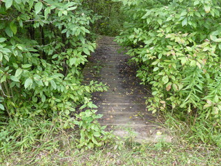 Nature of outdoors in daylight