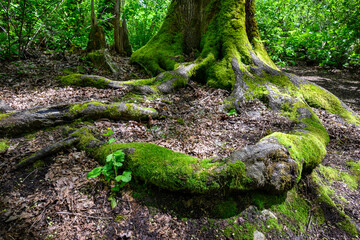 Moss covered tree roots and growing up the base of a tree trunk, spring forest background
