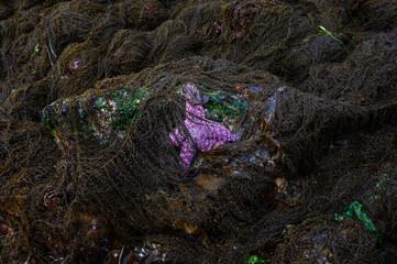 Purple starfish on a rock surrounded by brown seaweed at low tide, as a nature background, Alki Point, Washington, USA
