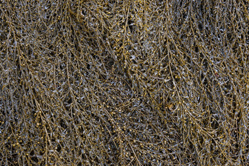 Feathery brown seaweed at low tide, as a nature background, Alki Point, Washington, USA
