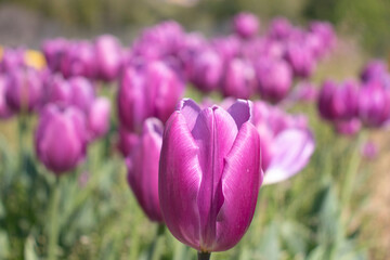 チューリップの花