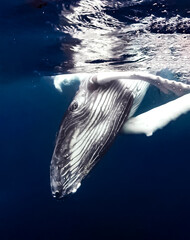 whale © Pat