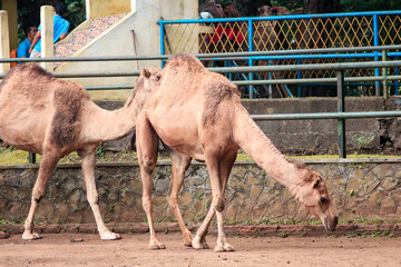 Camel in the zoo