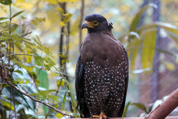 Philippine serpent eagle - eagle perched nicely on the branch with beautiful environment. 