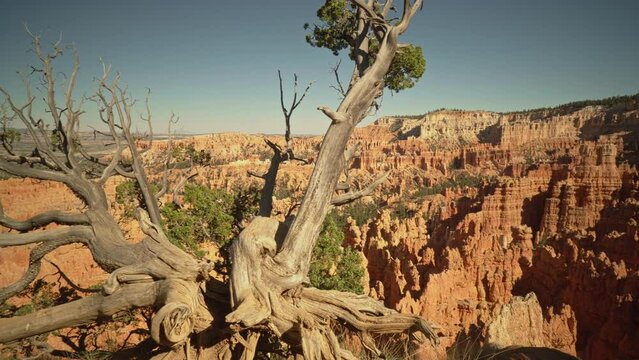 Dramatic red rock cliffs of Bryce Canyon National Park with a gnarled tree trunk in the foreground. Slider left to right