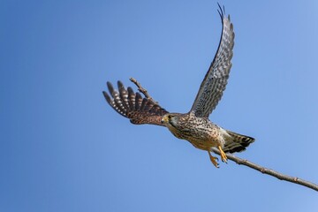 餌を取りに飛び出す繁殖期のチョウゲンボウ メス
