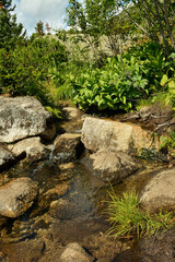 A small mountain river, bending around the stones, flows through thickets of tall bushes.