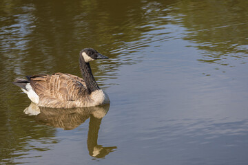 Fototapeta premium canada goose swimming in the lake