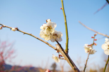 白梅の花のアップ