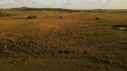 herd of cows walking on a large field at sunset. Cows grazing in a meadow. beautiful view. Punta del Diablo Uruguay