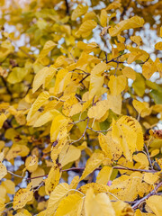 autumn leaves on the tree