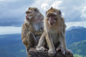Mauritian macaque sitting on the rock