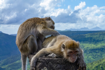 Mauritian macaque sitting on the rock