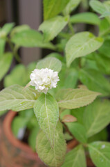 白い紫陽花の花のクローズアップ