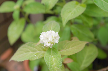 白い紫陽花の花のクローズアップ