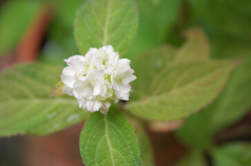 白い紫陽花の花のクローズアップ