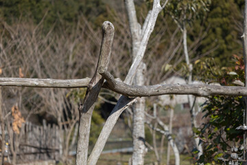 流木で作った柵