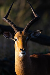impala antelope in kruger park