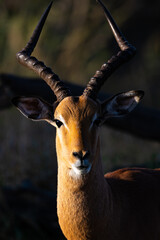 An impala on the savanna  