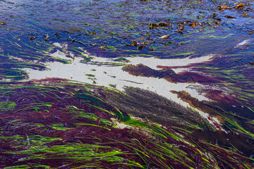 Green, red, and brown seaweeds flowing in seawater at low tide, as a nature background, Golden Gardens Park, Washington, USA
