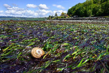 Lewis's Moon Snail on a bed of green and red seaweeds at low tide, as a nature background, Golden Gardens Park, Washington, USA
