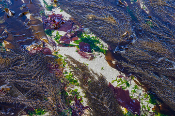 Green, red, and brown seaweeds flowing in seawater at low tide, as a nature background, Golden...
