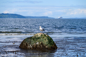 Seagull standing on a seaweed covered rock at low tide, Puget sound and large ship in the...