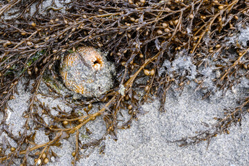 Closeup of large clam mouth poking out of sand, as a nature background, Golden Gardens Park, Washington, USA
